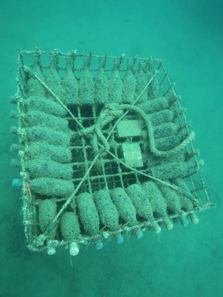 Wine of the Sea