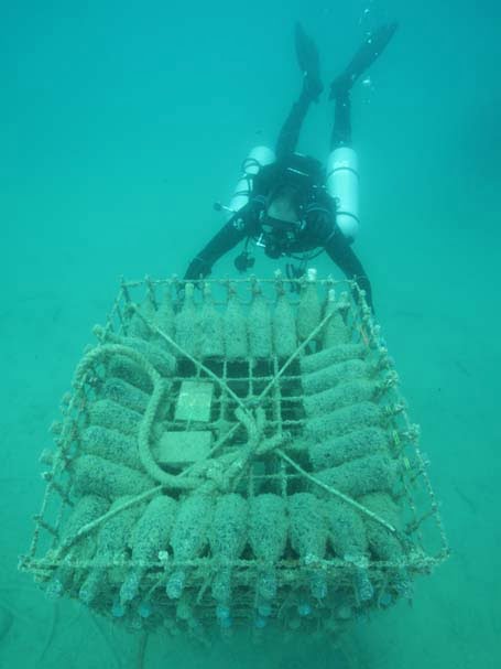Wine of the Sea