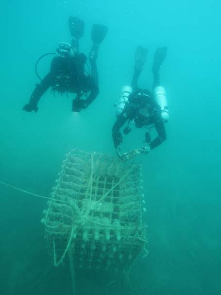 Wine of the Sea